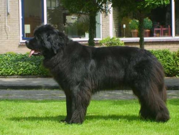 T Zenna v.h. Hoogveen (25-01-2006)